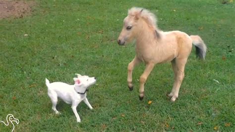 Baby Images Of Horses - Baby Viewer