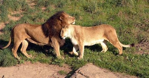 Imagenes De Leones Imagen Leon Y Leona Juntos