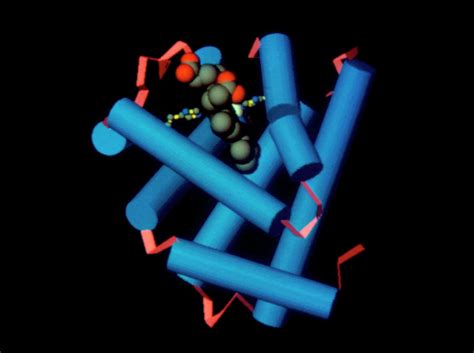 Myoglobin Protein Molecule Photograph By Dr Arthur Leskscience Photo