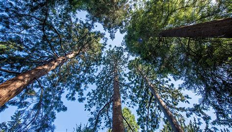 Cient Ficos Del Reino Unido Predicen El Riesgo De Extinci N De Todas