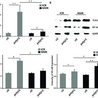 Polyi C And Lps Induce Apoptosis In Mouse And Naked Mole Rat