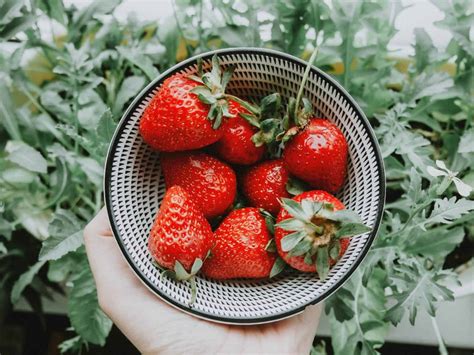 How To Grow Hydroponic Strawberries Tips For Maximum Yields