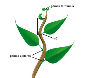 Caule Órgãos vegetativos em plantas o que é função tipos estrutura