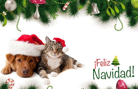 Tarjeta De Navidad De Perros Y Gatos Davinci