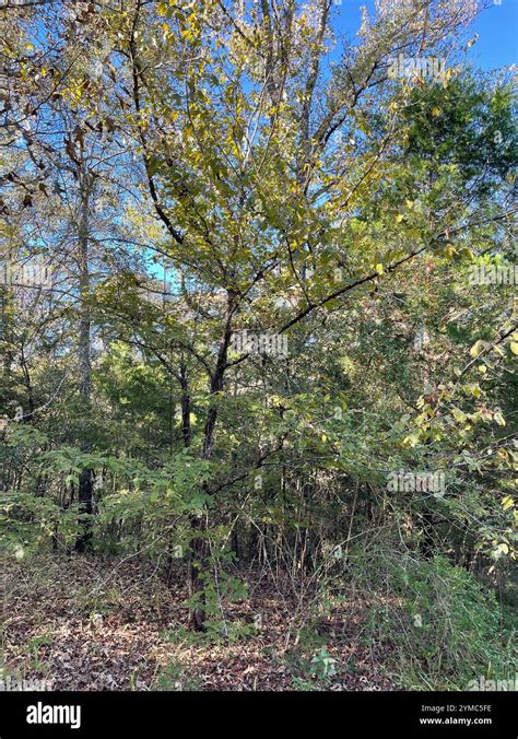 American Hophornbeam Ostrya Virginiana Stock Photo Alamy