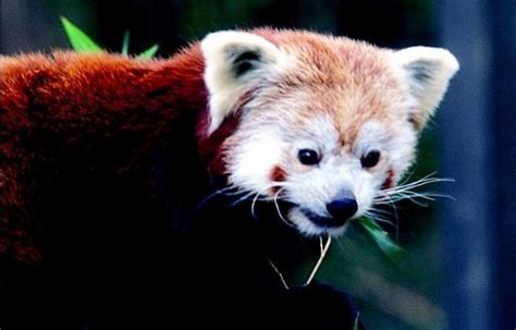 Welsh Mountain Zoo, Colwyn Bay. - Bryn Bella