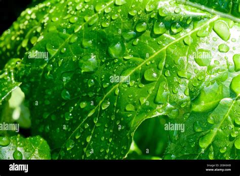 Feuilles De Pluie Hi Res Stock Photography And Images Alamy