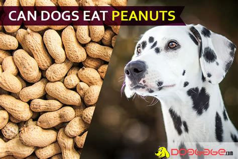 Can Dogs Eat Peanuts Learn About Peanut Diet For Your Dog