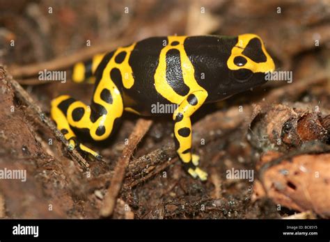 Yellow Headed Poison Dart Frog Hi Res Stock Photography And Images Alamy