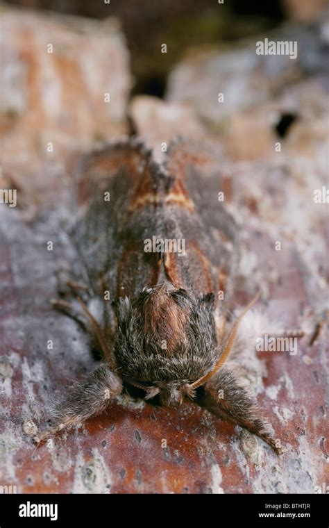 Prominent moth hi-res stock photography and images - Alamy