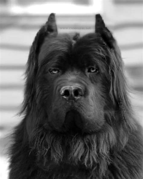 Cane Corso Fluffy
