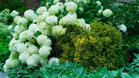 12 Perfect Plants For East Facing Borders