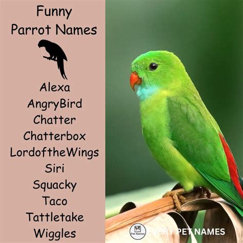 200+ Best Parrot Names (Cute, Funny, and famous) - Every Pet Names