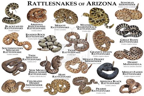 Venomous Snakes Of Arizona Art Print Field Guide Etsy Rattlesnake