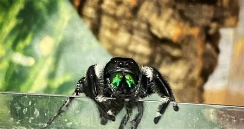 Phidippus regius 101: Care, Enclosure, Temperament & More | Beyond The Treat