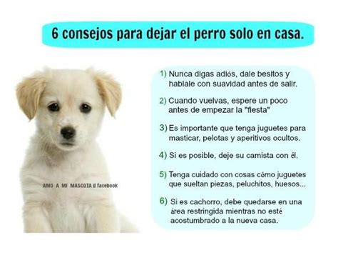 6 Consejos Para Dejar A Tu Perro Solito En Casa Consejos Para