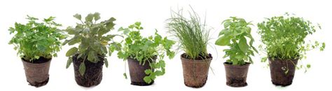 Plantes Aromatiques Faciles Cultiver En Pot