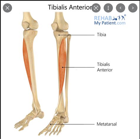 Anterior Tibialis Oian Diagram Quizlet