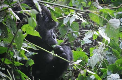 Kigali 2 Days Gorilla Trekking In Volcanoes National Park GetYourGuide