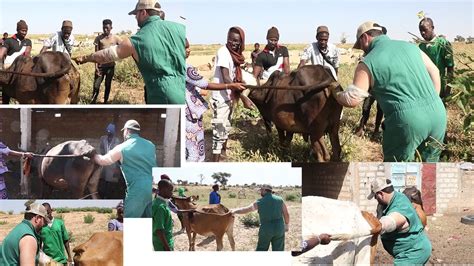 Elevage Au Senegal Transplantation Embryonnaire De L Levage Bovine