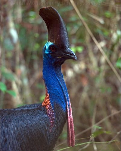 Southern Cassowary Photo Image 14 Of 25 By Ian Montgomery At Au