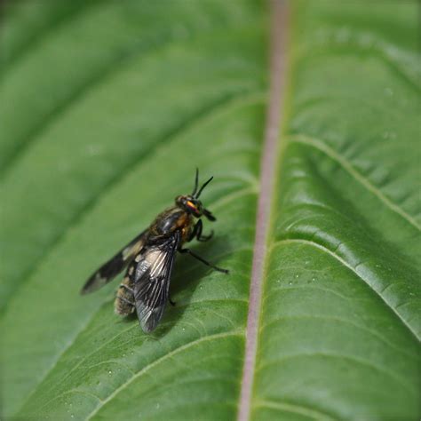 Fliege Fliege Alle Brachycera Indet C J Rgen Holzha Flickr