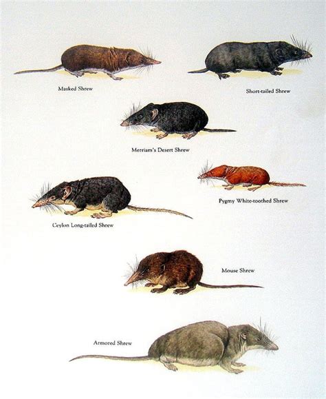 Shrews Masked Shrew Mouse Shrew Armored Shrew Short