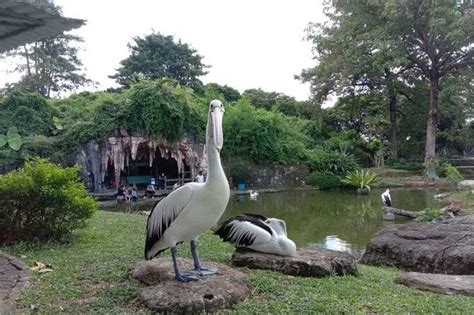 6 Taman Burung Di Indonesia Paling Favorit 6 Taman Burung Di Indonesia