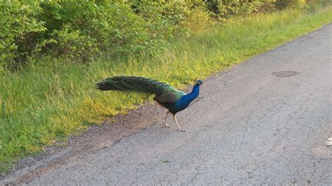 Wild Peacock A Peacock Wondering Across Pyrmont Road In Pr… Flickr