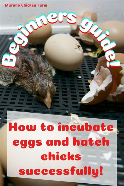 How To Incubate Eggs And Hatch Chicks Chicken Eggs Hatching Hatching