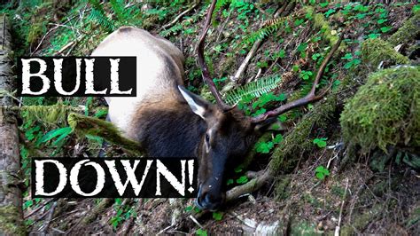 Roosevelt Elk Hunt On The Washington Coast Youtube