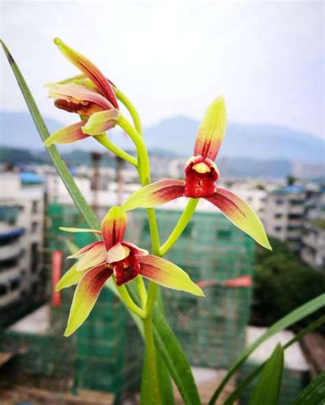 它是蘭花界的「通用糧票」，花色頂級香味濃，新手也能養 每日頭條