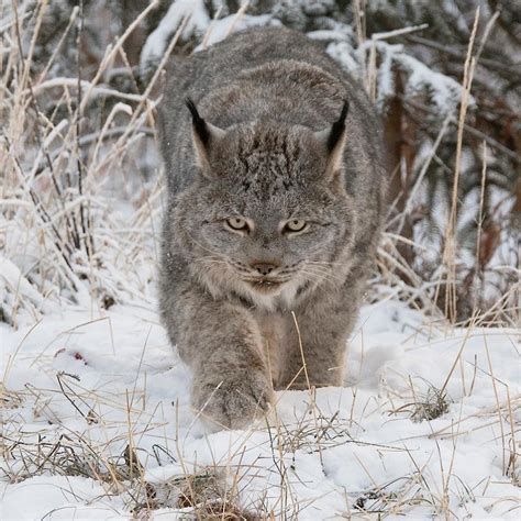 A Female Canada Lynx My Interests