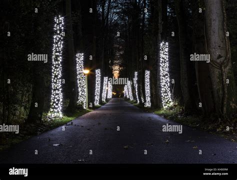 Christmas Lights Decorating Trees In The Forrest At Centre Parcs