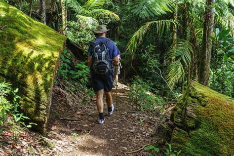 Springbrook National Park, Queensland | Things to do at Springbrook ...