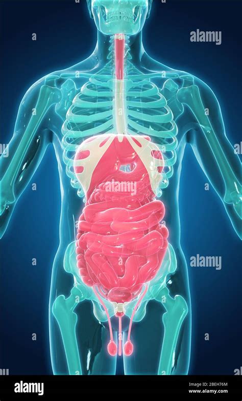 Abdominal Organs Illustration Stock Photo Alamy