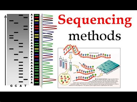 Human Dna Sequence Example