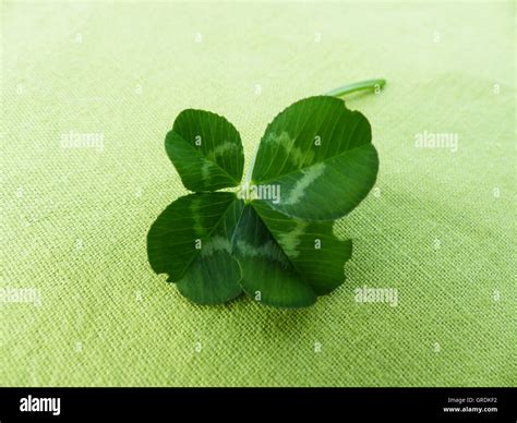 Four Leaf Clover Symbol For Having Good Luck Stock Photo Alamy