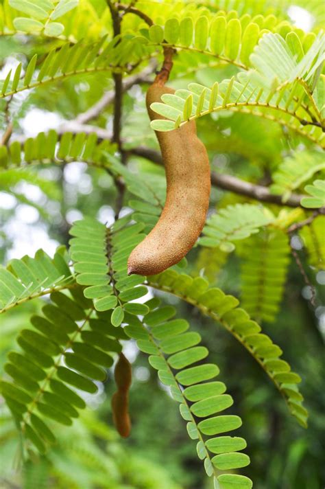 Rvore De Tamarindo Cultivo E Colheita De Tamarindo Dicas Da Av