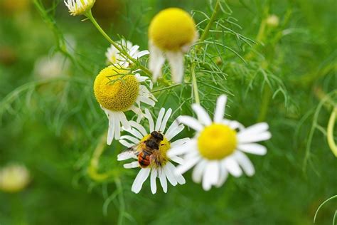 Flores Silvestres Mariposa Montaña Foto gratis en Pixabay Pixabay