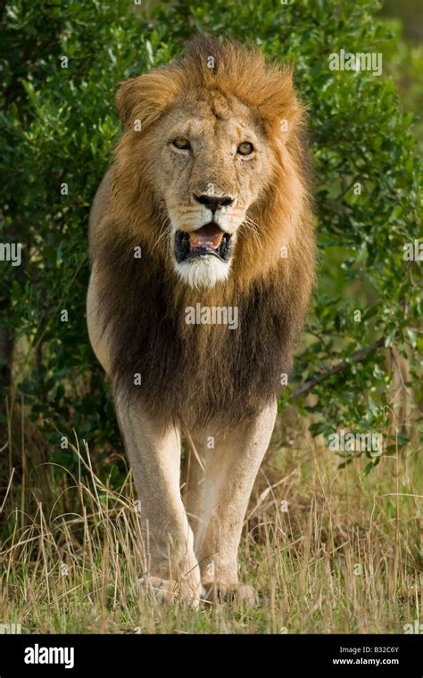 Lion Panthera Leo Male Dark Mane Stock Photo Alamy