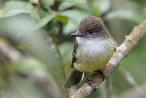 Pale Edged Flycatcher Myiarchus Cephalotes Jeison Macgregor Flickr