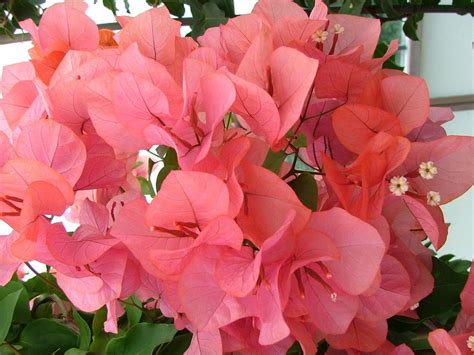 Bougainvillea Buttiana Miss Manila Bougainvillea Miss Manila