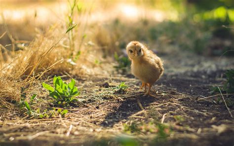 2560x1600 Animals Birds Baby Animals Wallpaper Coolwallpapersme