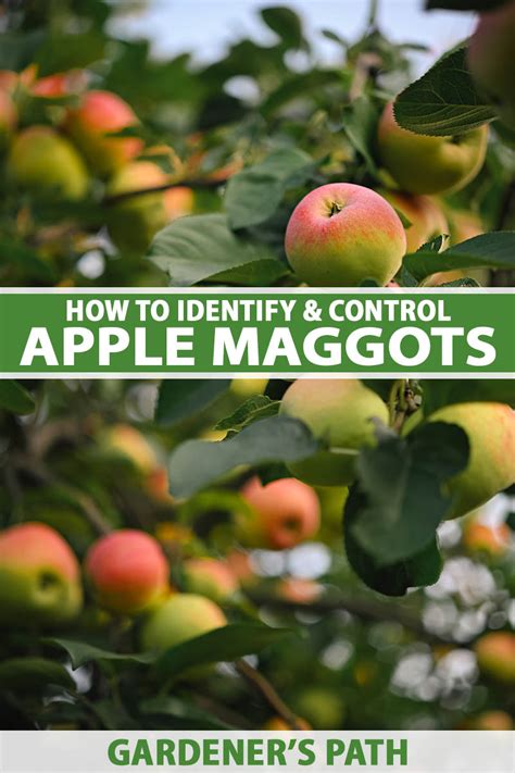 How to Identify and Control Apple Maggots | Gardener’s Path