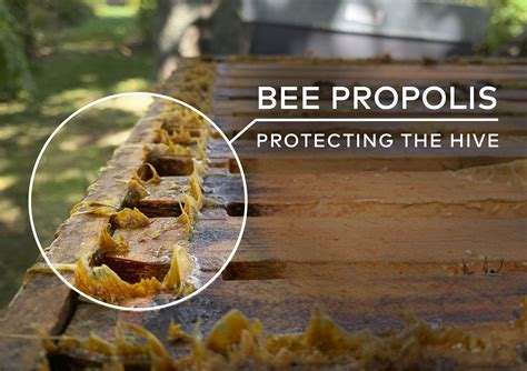 How Does Bee Propolis Protect The Health Of The Hive Comvita Australia