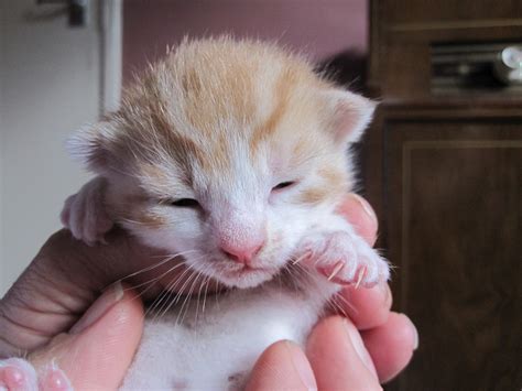 Gill Edwards Kitten Update 12 Days Old