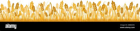 Cartoon Yellow Wheat Field Background Isolated On White Vector Flat