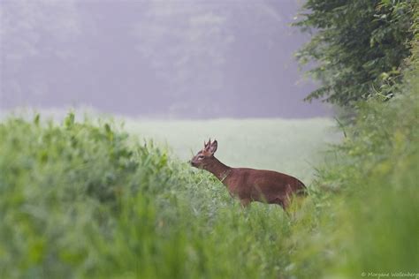 Brocard Morgane Wollenberg Flickr