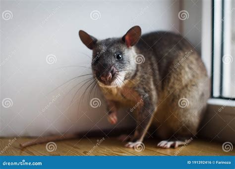 Giant African Pouched Rat In Front Of Window Stock Photo Image Of